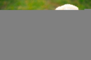 Що мріяв трохи цуценя? Що мріяв трохи цуценя?